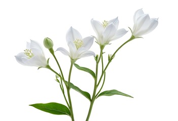 Obraz premium Clusters of white campanula flower buds and leaves on top of white