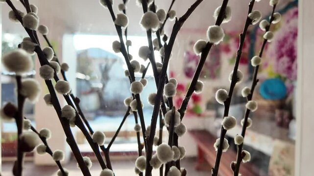 Salix caprea. Willow branches with white catkins against the sky, blossoming Salix tree in the wind. beautiful bouquet of willow on the window.