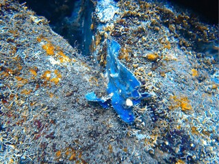 fish with blue all over its body