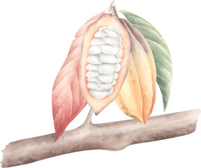Hand drawn watercolor illustration of theobroma's branch with cocoa beans. Vector design.