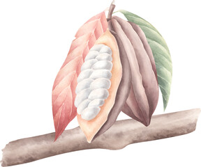 Clip art of watercolor cocoa beans on branch. Vector botanical illustration for decorate.