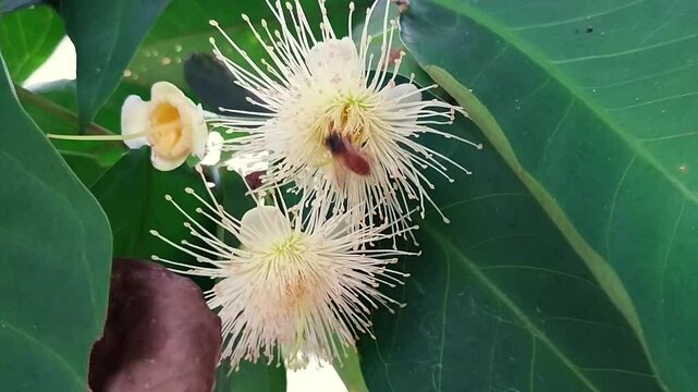 Honey bee on Rose Apple Flower (Syzygium samarangense) plant. strong wind shakes the plants. 