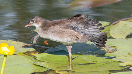 great crested grebe
