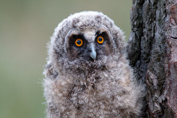 great grey owl