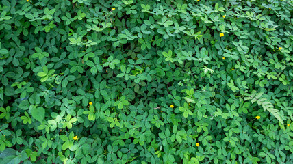 Arachis Repens Plant with Green Leaves