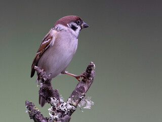 House Sparrow (Passer Domesticus)