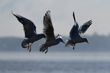 black-headed gull (chroicocephalus ridibundus)  in flight, hovering, 