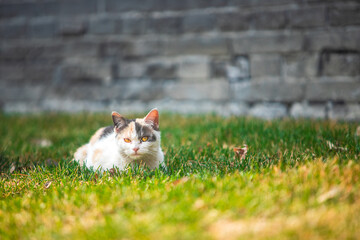 Calico Cat Lounging on Green Grass with Stone Wall Background