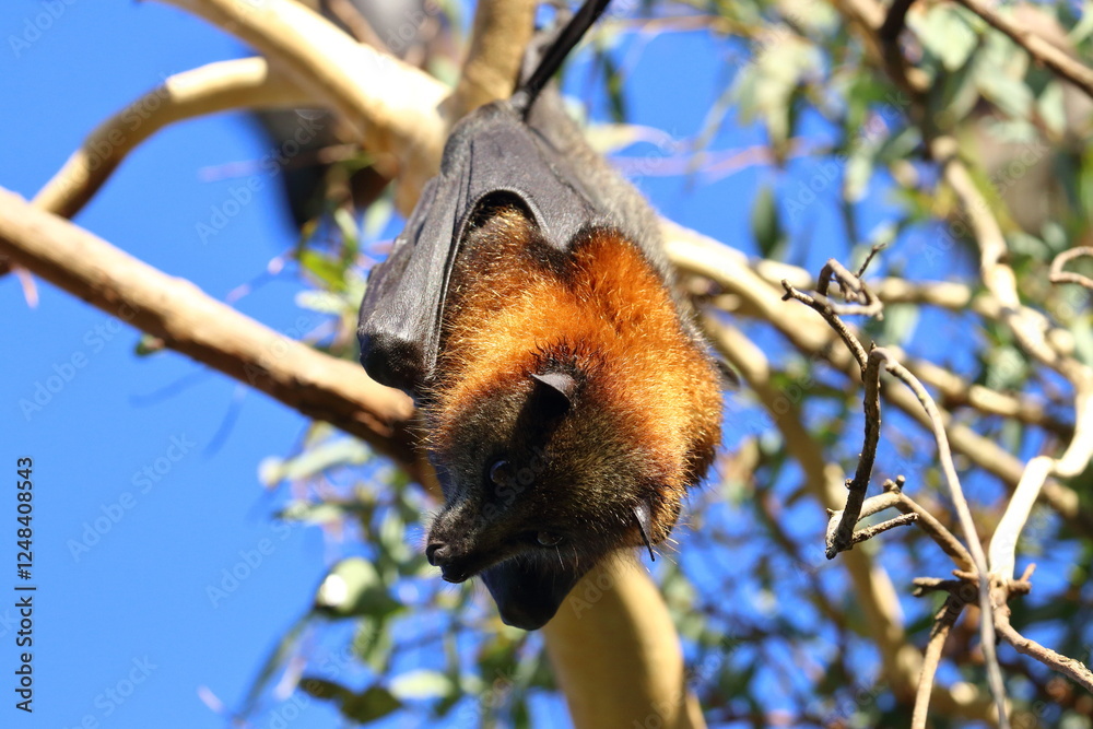 Sticker flying fox