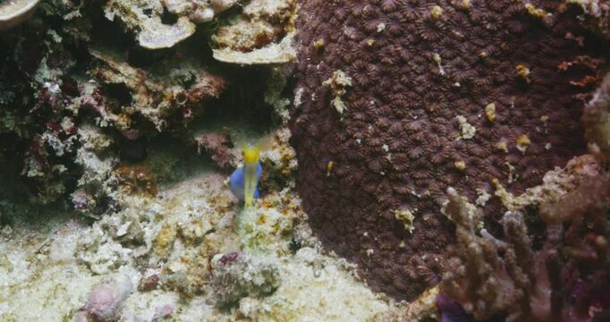 Rhinomuraena quaesita in coral underwater