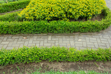 Paving Path with Plant Fence in the Garden