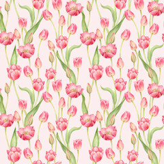 Pink tulips in a seamless pattern. Spring flowers in a complex pattern for textiles and packaging. Watercolor illustration is hand drawn and isolated from the background
