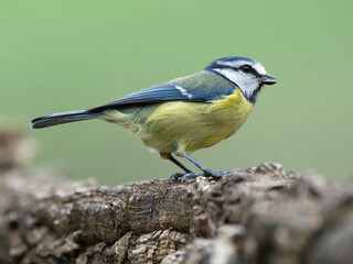 Eurasian Blue Tit