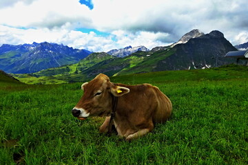 Fototapeta premium Austrian Alps - view of the Juppenspitze mountain and a cow near the town of Warth in the Lechtal Alps