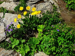 Austrian Alps - view of the flower Doronicum Austriacum