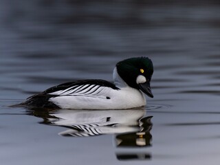 Schellentenmännchen balzt
