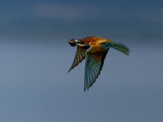 Bienenfresser mit Schmetterling