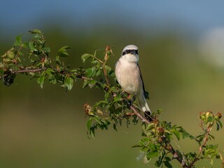 Neuntöter auf der Jagd