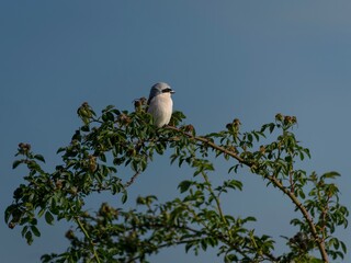 Neuntöter (Männchen) auf dem Ansitz