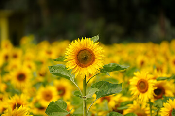 Obraz premium sunflowers in the field, surjomukhi 