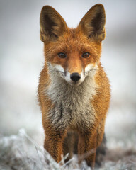 Mammals - portrait Red Fox Vulpes vulpes in winter scenery, Poland Europe, animal walking among winter snowy meadow hunting time 