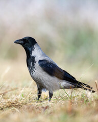 Bird - Hooded crow Corvus cornix in autumn meadow Poland Europe