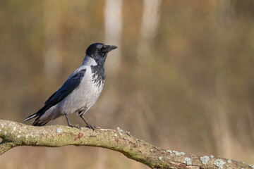 Bird - Hooded crow Corvus cornix in autumn meadow Poland Europe