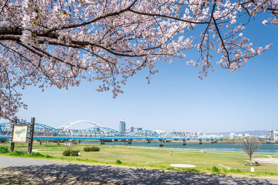 Cherry Blossoms in Spring at Nagara Area, Yodogawa Riverside Park, Osaka, Japan