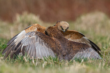Birds of prey male Marsh harrier Circus aeruginosus, hunting time Poland Europe spring time April two fighting birds