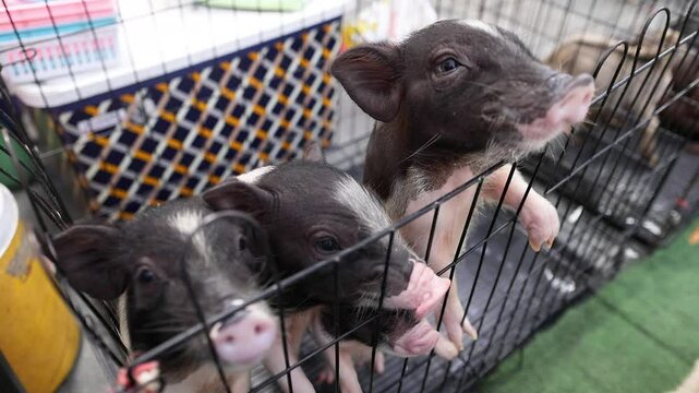 Mini Pigs Feeding in Bangkok