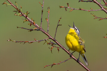 Small bird Yellow Wagtail sitting on tree male Motacilla flava meadow spring time Poland Europe