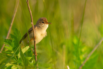 Bird Reed Warbler - migratory passerine singing bird Acrocephalus scirpaceus sitting on reed, male - Poland, Europe spring time