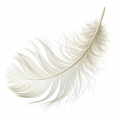 Obraz premium white feather isolated on black , Floating White Feather