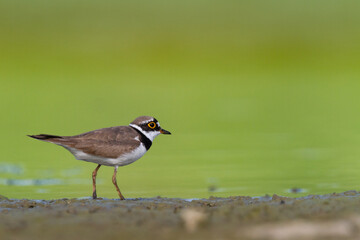 Shorebird Charadrius dubius, Little Ringed Plover on blurred background summer time Poland Europe