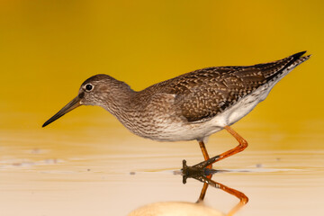 Shorebird - Redshank Tringa totanus on summer time warm light, migratory bird Poland Europe