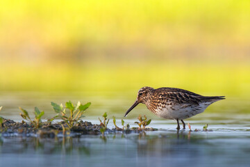 Shorebird Broad-billed sandpiper Limicola falcinellus, Calidris falcinellus bird with long beak, standing in the mud, blurred background, migratory bird, summer in Poland, Europe