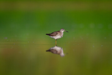 Shorebirds - Wood Sandpiper Tringa glareola, wildlife Poland Europe summer time migratory bird