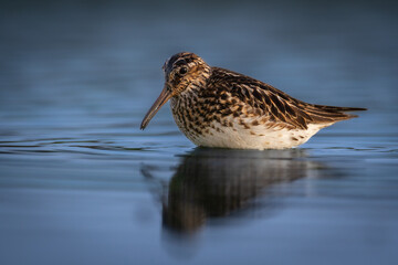 Shorebird Broad-billed sandpiper Limicola falcinellus, Calidris falcinellus bird with long beak, standing in the mud, blurred background, migratory bird, summer in Poland, Europe