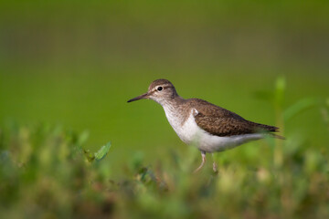 Bird Common Sandpiper Actitis hypoleucos small migratory bird, summer time Poland Europe