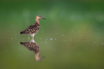 Shorebird - Philomachus pugnax, Ruff on summer time, migratory bird Poland Europe
