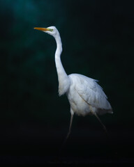 Bird Egretta alba Great Egret white bird on dark black background	