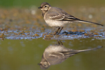 Bird juvenile white wagtail Motacilla alba small bird with long tail on light green background, summer time Poland Europe