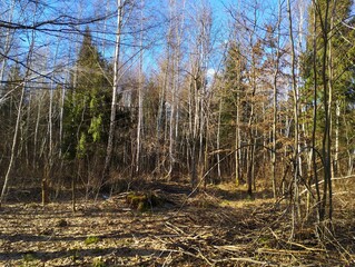 Springtime in a young beautiful forest with thin birches and green coniferous tall fir trees. A walk in a fabulous beautiful forest