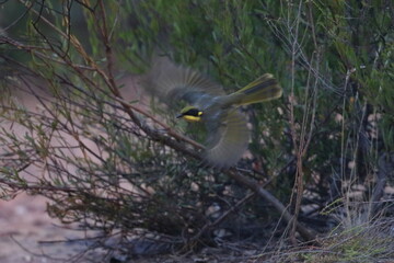 honeyeater