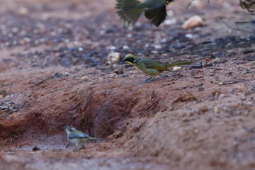 honeyeater