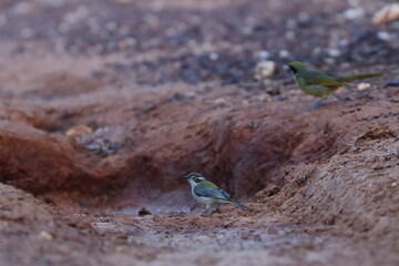 honeyeater