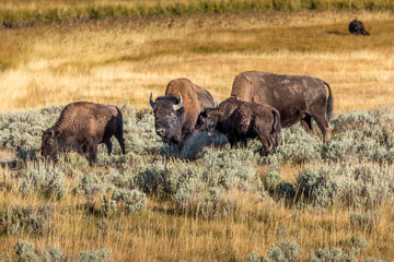 A herd of bisons grazing in the grasslands of the Yellowstone National Park © Martina