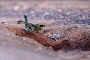 honeyeater