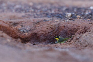 honeyeater