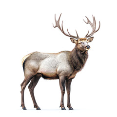 Fototapeta premium Majestic Elk in Profile: A Stunning Wildlife Portrait. Discover the beauty of this magnificent creature in its natural habitat.
